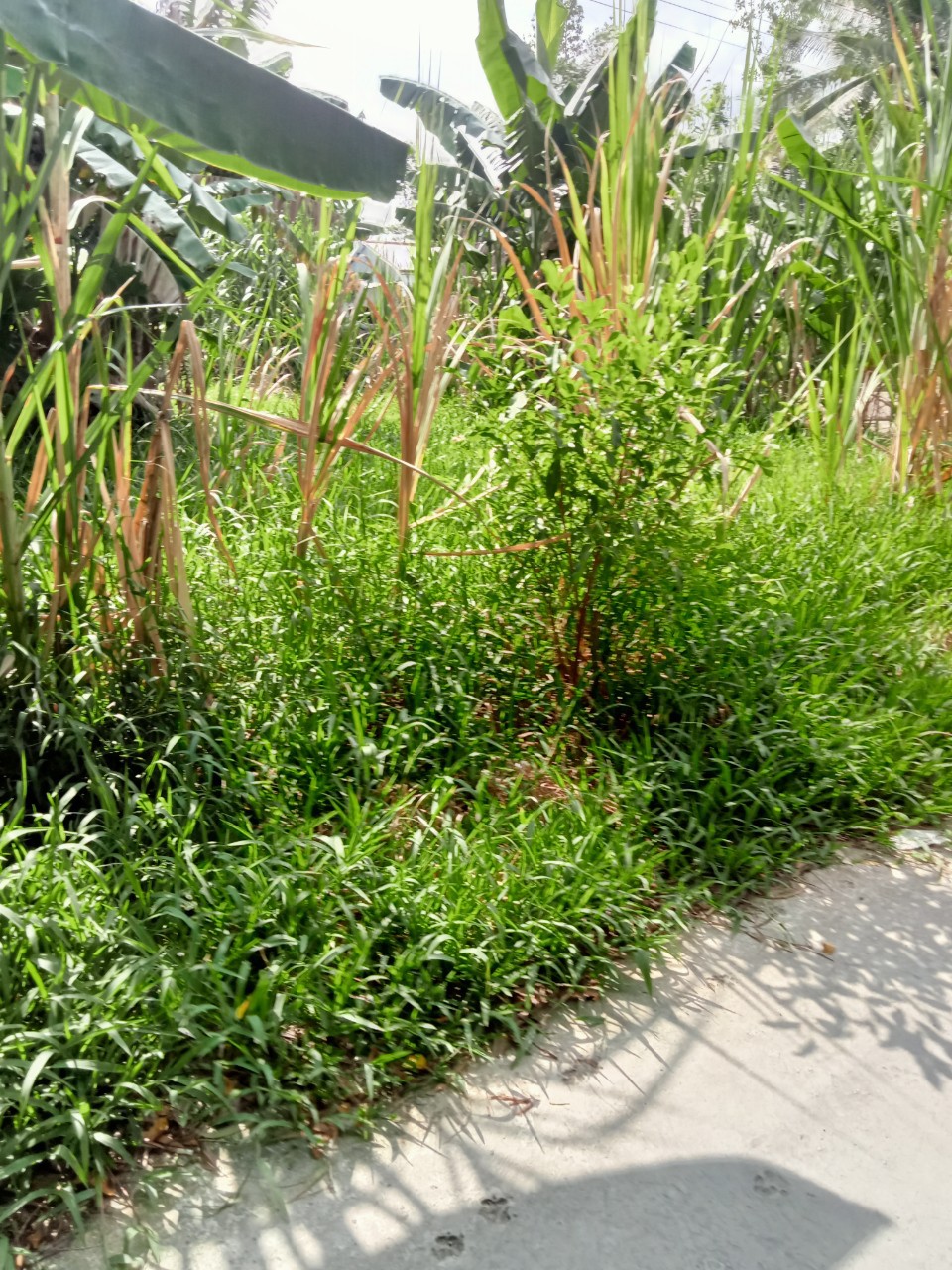 Cần bán gấp 2.123m2 ( thổ cư 163.3m2) châu thành , kiên giang